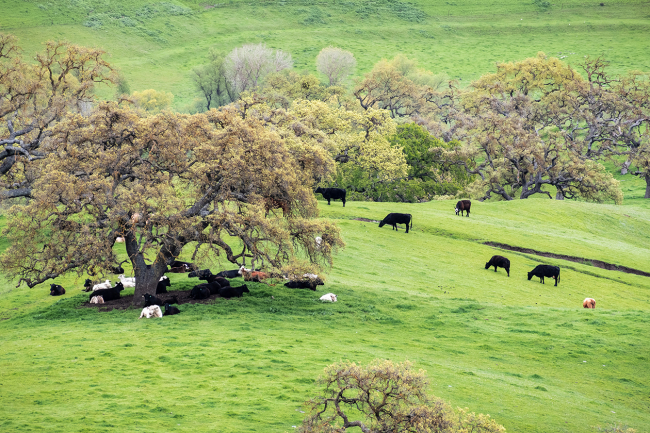 Maximizing the Value of Farm and Ranch Operations through 1031 Exchange Tax Deferral